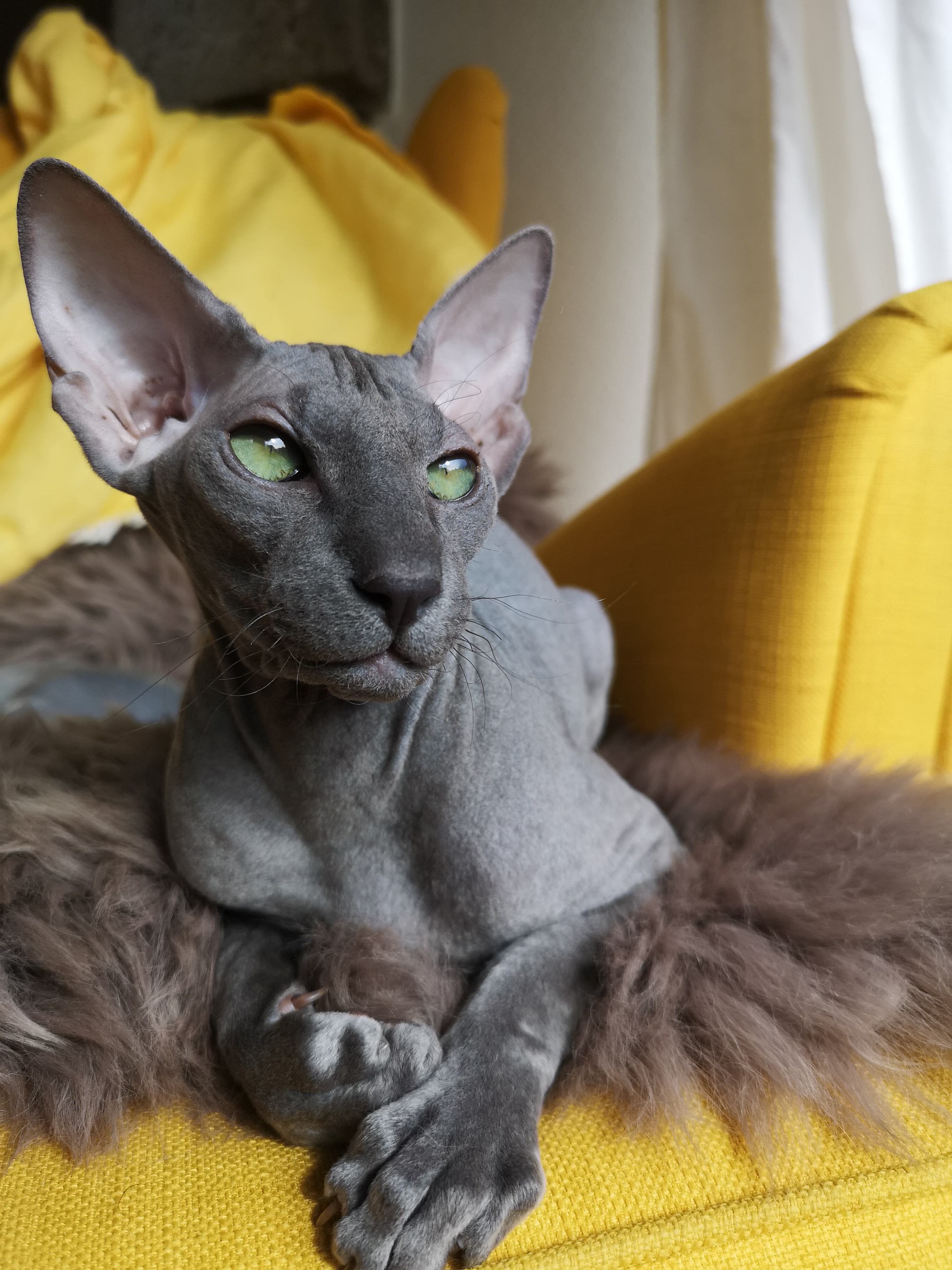 Peterbalds de Chumond, élevage félin